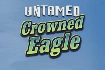 Untamed Crowned Eagle